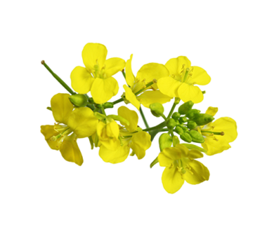 Rapsblomst